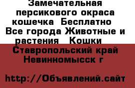 Замечательная персикового окраса кошечка. Бесплатно - Все города Животные и растения » Кошки   . Ставропольский край,Невинномысск г.